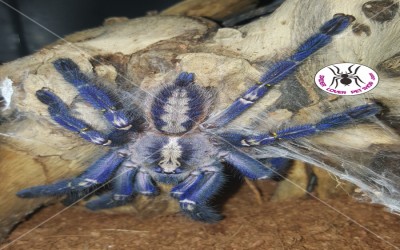 poecilotheria metallica 5 cm tarantula